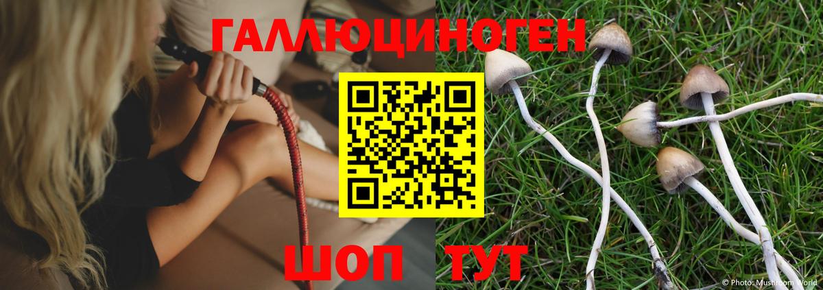Галлюциногенные грибы Psilocybine cubensis  Вход с VPN  Псилоцибиновые грибы прущие грибы  Майкоп 