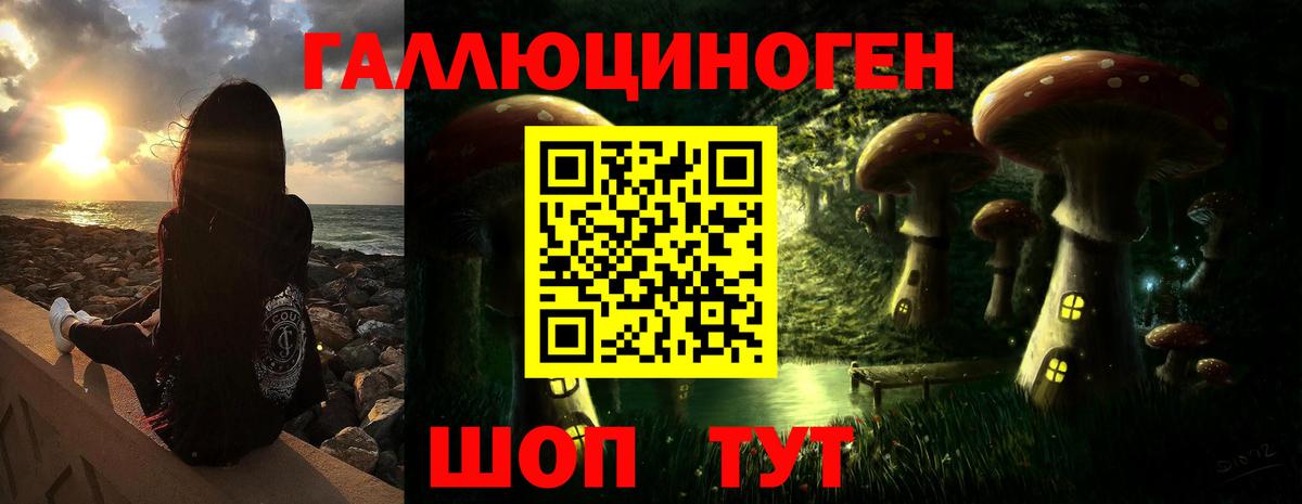 Галлюциногенные грибы Psilocybine cubensis Майкоп